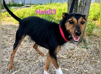Heidi3 geb. 01/2025 (ESP) - kleine, fröhliche Hundedame sucht ihr Körbchen!