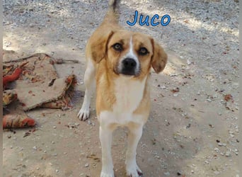 Juco geb. 08/2024 (GRC) - ruhiger, sozialer und liebenswerter junger Mann sucht ein Zuhause!