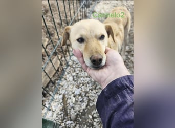 Carmelo2 geb. 10/2023 (GRC) - lieber, verschmuster Hundepartner sucht sein Zuhause!