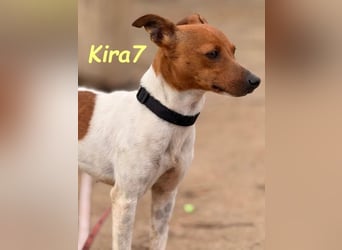 Kira7 geb. 07/2024 (ESP) - freundliches, liebevolles und verschmustes Bodeguero-Mix-Mädchen!