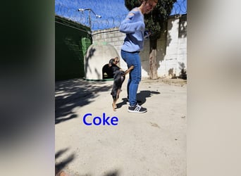 Coke geb. 12/2024 (ESP) - verschmuster und menschenbezogener Junghund!