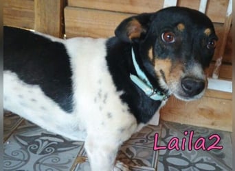 Laila2 geb. 01/2024 (GRC) - noch ein bisschen schüchtern hält sie Ausschau nach ihrer Chance!