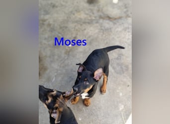 Moses geb. 01/2026 (ESP) - verspielter, wunderschöner Welpe sucht seine Menschen!