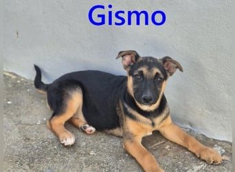 Gismo geb. 01/2026 (ESP) - charmanter, unverdorbener Welpe sucht sein Körbchen!