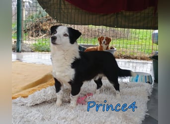 Prince4 geb. 03/2025 (GRC) - schüchterner, kleiner Sonnenschein sucht ein Für-immer-Zuhause!