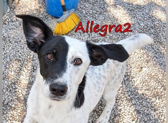 Allegra2 geb. 05/2026 (GRC) - charmanter, intelligenter kleiner Wirbelwind!