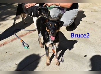 Bruce2 geb. 07.2025 (ESP) - freundlicher und verspielter Junghund sucht sein Zuhause!