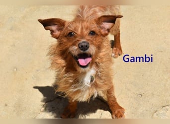 Gambi geb. 06/2023 (ESP) - unkomplizierter, freundlicher Hundemann!