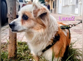 Lana2 geb. 05/2018 (ESP)- unkompliziert und sozial, dazu noch süß!