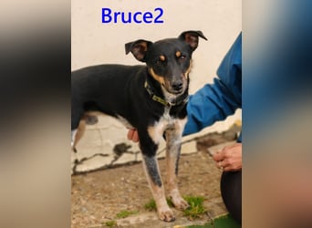 Bruce2 geb. 07.2025 (ESP) - freundlicher und verspielter Junghund sucht sein Zuhause!