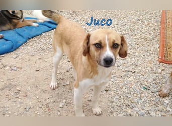 Juco geb. 08/2024 (GRC) - ruhiger, sozialer und liebenswerter junger Mann sucht ein Zuhause!