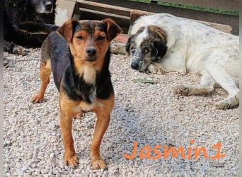 Jasmin1 geb. 08/2022 (GRC) - kleines Mädchen sucht ihre Familie!