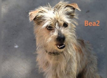 Bea2 geb. 04/2024 (ESP) - verschmuste kleine Wuschelmaus!