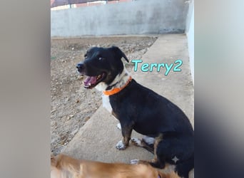 Terry2, geb. 11/2016 (ESP) - verschmuster und sozialer Rüde sucht seine Menschen!
