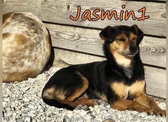 Jasmin1 geb. 08/2022 (GRC) - kleines Mädchen sucht ihre Familie!