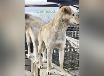Carmelo2 geb. 10/2023 (GRC) - lieber, verschmuster Hundepartner sucht sein Zuhause!