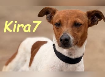 Kira7 geb. 07/2024 (ESP) - freundliches, liebevolles und verschmustes Bodeguero-Mix-Mädchen!