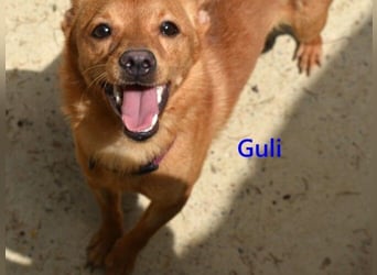 Guli geb. 07/2022 (ESP) - ein Sonne-im-Herzen Hund verdient sein Happy End!