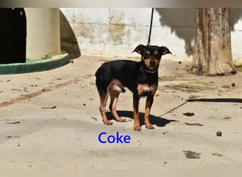 Coke geb. 12/2024 (ESP) - verschmuster und menschenbezogener Junghund!