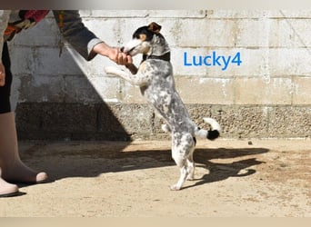 Lucky4 geb. 06/2025 (ESP) - verspielter Junghund sucht Pflegestelle oder Zuhause!