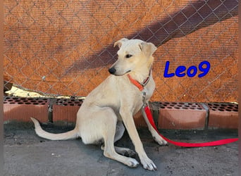 Leo9 geb. 06.2025 (ESP) - junger Hundemann sucht seine Familie!