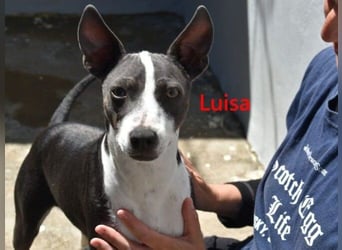Luisa geb. 02/2023 (ESP) - verschmuste, wunderschöne Traumhündin!