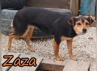 Zaza geb. 08/2022 (GRC) - kleine Hündin sucht Vertrauensperson!