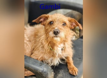 Gambi geb. 06/2023 (ESP) - unkomplizierter, freundlicher Hundemann!