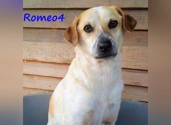 Romeo4 08/2022 (GRC) - schüchterner Schatz sucht Menschen mit großem Herz!
