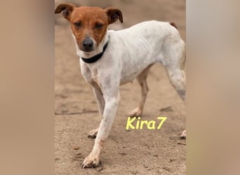 Kira7 geb. 07/2024 (ESP) - freundliches, liebevolles und verschmustes Bodeguero-Mix-Mädchen!