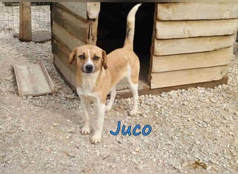 Juco geb. 08/2024 (GRC) - ruhiger, sozialer und liebenswerter junger Mann sucht ein Zuhause!