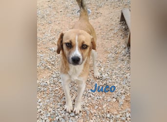 Juco geb. 08/2024 (GRC) - ruhiger, sozialer und liebenswerter junger Mann sucht ein Zuhause!