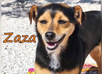 Zaza geb. 08/2022 (GRC) - kleine Hündin sucht Vertrauensperson!