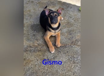 Gismo geb. 01/2026 (ESP) - charmanter, unverdorbener Welpe sucht sein Körbchen!