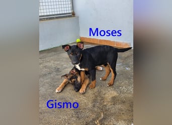Moses geb. 01/2026 (ESP) - verspielter, wunderschöner Welpe sucht seine Menschen!