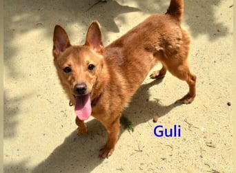 Guli geb. 07/2022 (ESP) - ein Sonne-im-Herzen Hund verdient sein Happy End!