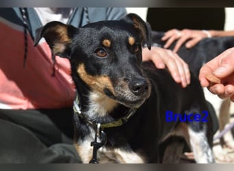 Bruce2 geb. 07.2025 (ESP) - freundlicher und verspielter Junghund sucht sein Zuhause!