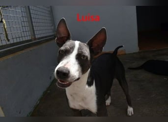 Luisa geb. 02/2023 (ESP) - verschmuste, wunderschöne Traumhündin!