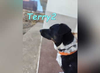 Terry2, geb. 11/2016 (ESP) - verschmuster und sozialer Rüde sucht seine Menschen!