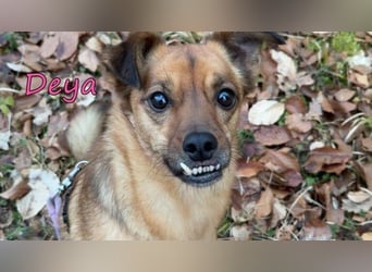 DRINGEND! Deya geb. 02/2021 (in Deutschland) - kleine Maus sucht zweite Chance!
