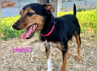 Heidi3 geb. 01/2025 (ESP) - kleine, fröhliche Hundedame sucht ihr Körbchen!