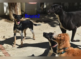 Bruce2 geb. 07.2025 (ESP) - freundlicher und verspielter Junghund sucht sein Zuhause!