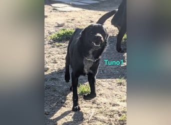 Tuno1 geb. 06/2025 (ESP) - fröhlicher und sanfter Junghund!