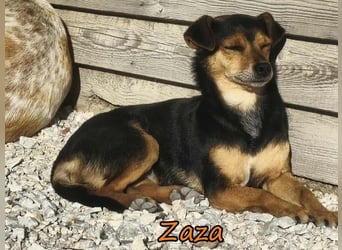 Zaza geb. 08/2022 (GRC) - kleine Hündin sucht Vertrauensperson!