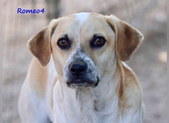 Romeo4 08/2022 (GRC) - schüchterner Schatz sucht Menschen mit großem Herz!