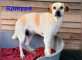 Romeo4 08/2022 (GRC) - schüchterner Schatz sucht Menschen mit großem Herz!