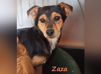 Zaza geb. 08/2022 (GRC) - kleine Hündin sucht Vertrauensperson!