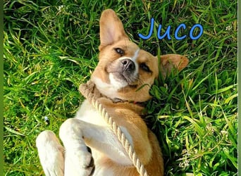 Juco geb. 08/2024 (GRC) - ruhiger, sozialer und liebenswerter junger Mann sucht ein Zuhause!