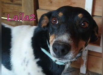 Laila2 geb. 01/2024 (GRC) - noch ein bisschen schüchtern hält sie Ausschau nach ihrer Chance!