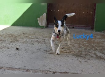 Lucky4 geb. 06/2025 (ESP) - verspielter Junghund sucht Pflegestelle oder Zuhause!